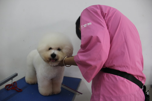 圣寵28期學員第二次比熊犬實操練習
