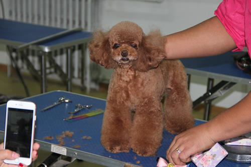 30期學(xué)員貴賓犬日系泰迪裝示范講解