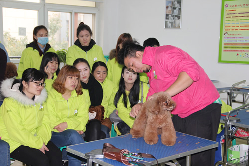 30期學(xué)員貴賓犬日系泰迪裝示范講解