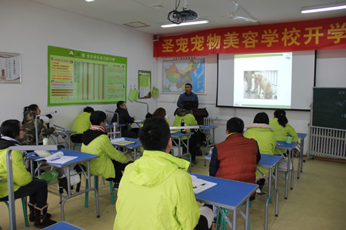 圣寵寵物美容學校31期學員犬只行為學課程