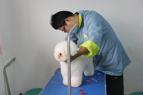 圣寵31期學(xué)員比熊犬實操練習(xí)