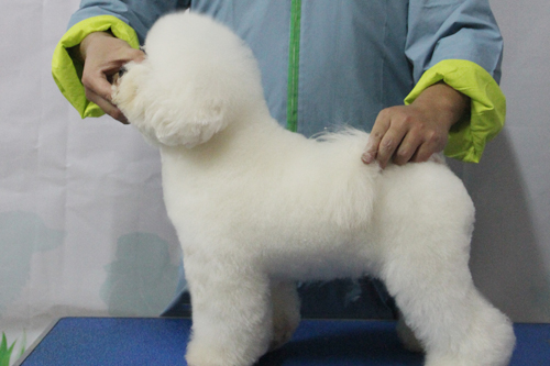 圣寵31期學(xué)員比熊犬實操練習(xí)