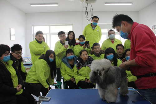 圣寵寵物32期學(xué)員貴賓犬運動裝示范講解