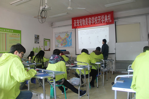 圣寵寵物32期學(xué)員貴賓犬運動裝示范講解