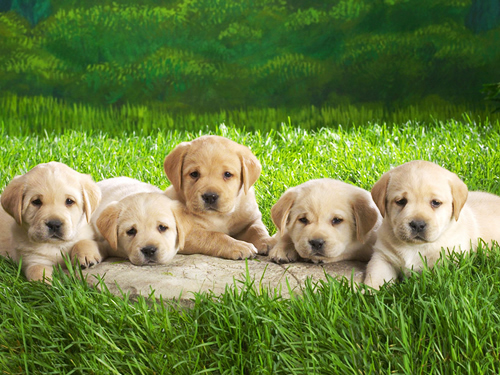 怎樣照顧還沒(méi)有斷奶的幼犬