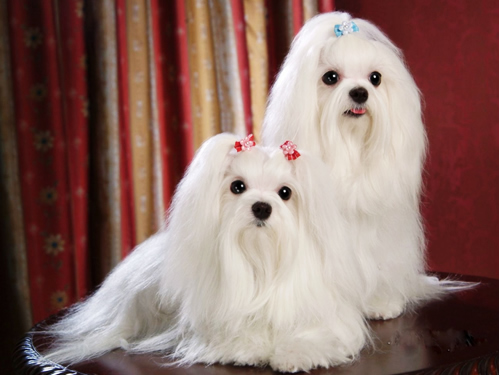 圣寵寵物美容培訓(xùn)學(xué)校教您如何給馬爾濟(jì)斯犬美容