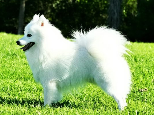 寵物美容培訓(xùn)學(xué)校-銀狐犬美容