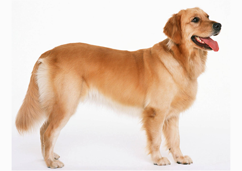 圣寵寵物美容學(xué)校分享金毛犬美容技巧