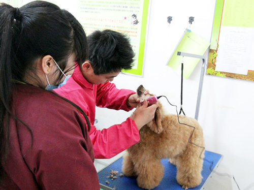黃偉老師指導(dǎo)34期班貴賓犬運(yùn)動裝實(shí)操