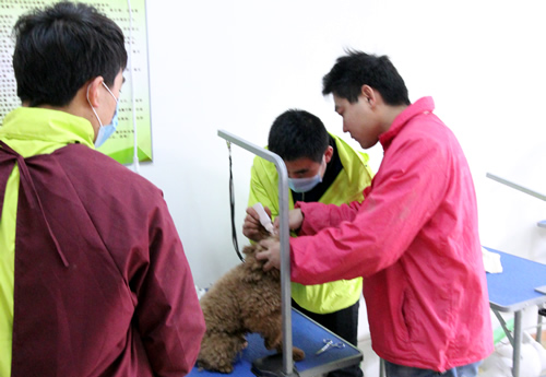 黃偉老師指導(dǎo)34期班貴賓犬運(yùn)動裝實(shí)操