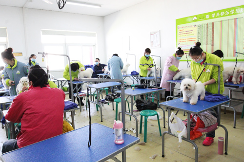 圣寵寵物美容學(xué)校34期2班-比熊犬修剪實(shí)操