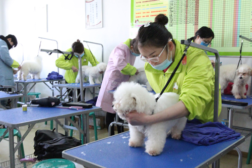 圣寵寵物美容學(xué)校34期2班-比熊犬修剪實(shí)操