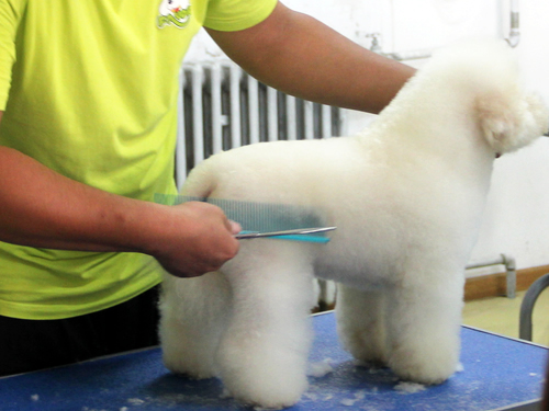 比熊犬美容造型全過(guò)程