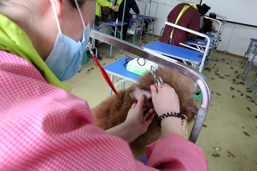 美容班35期2班泰迪犬洗澡實(shí)操課