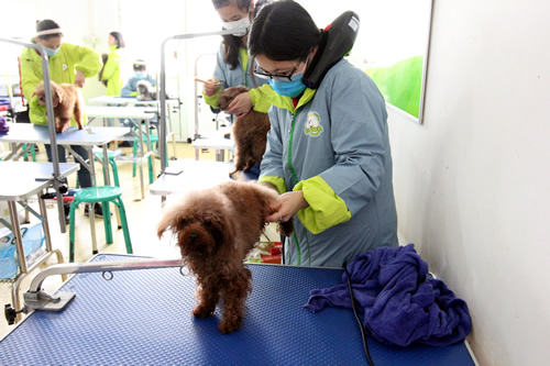 美容班35期2班泰迪犬洗澡實(shí)操課
