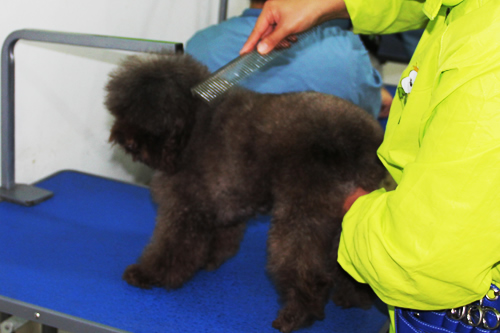 泰迪犬美容造型全過(guò)程