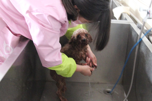 泰迪犬美容造型全過(guò)程