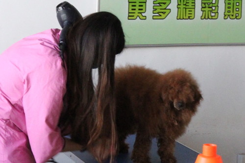 泰迪犬美容造型全過(guò)程