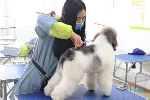 如何快速學(xué)會(huì)寵物美容技術(shù)