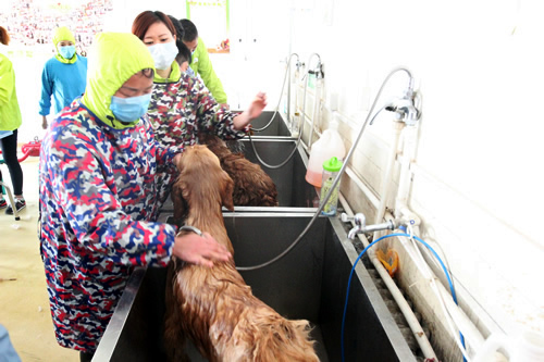 寵物美容35期2班金毛犬洗澡實(shí)操