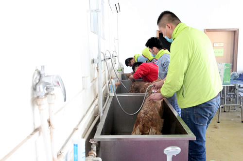 寵物美容35期2班金毛犬洗澡實(shí)操