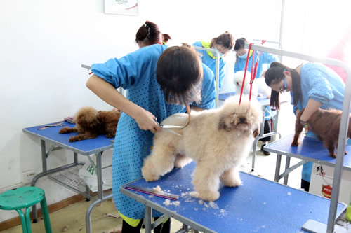 如何選擇正規(guī)的寵物美容學(xué)校