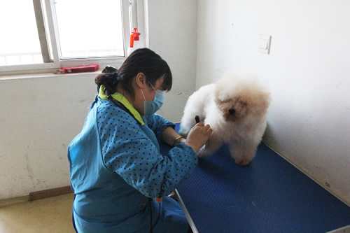 寵物美容學(xué)校35期美容班綜合實操課