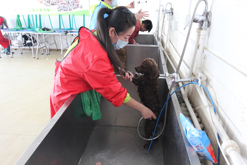 寵物美容學(xué)校35期美容班綜合實操課