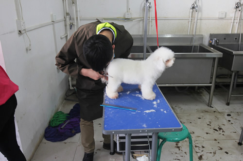 35期綜合美容班泰迪犬修剪實(shí)操課
