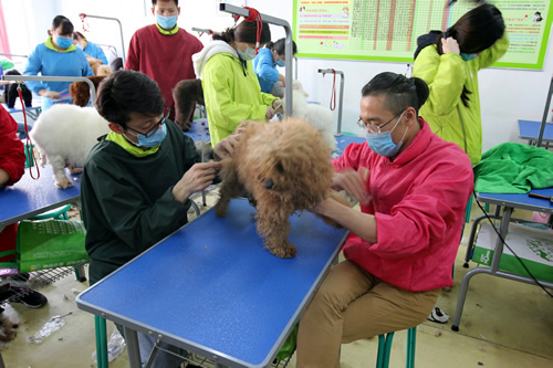 35期綜合美容班泰迪犬修剪實(shí)操課