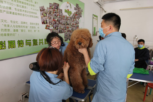36期英國貴婦巨貴犬綜合實(shí)操