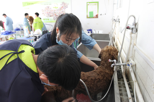 36期英國貴婦巨貴犬綜合實(shí)操
