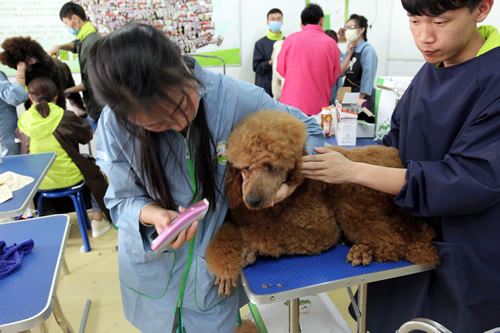36期英國貴婦巨貴犬綜合實(shí)操