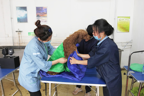 36期英國貴婦巨貴犬綜合實(shí)操