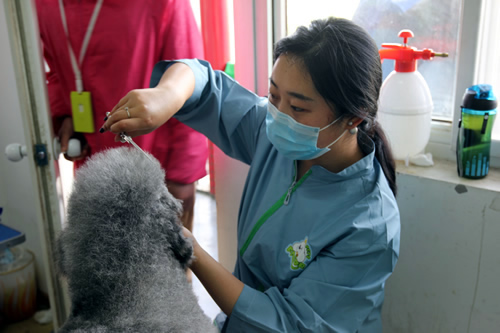 寵物美容學校在哪個學校最好