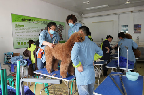 寵物美容學校在哪個學校最好