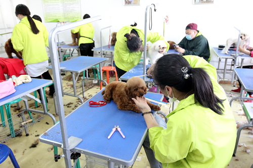 圣寵寵物美容學(xué)校36期泰迪犬修剪實(shí)操課