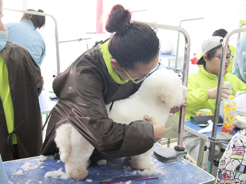 圣寵寵物美容學(xué)校36期泰迪犬修剪實(shí)操課