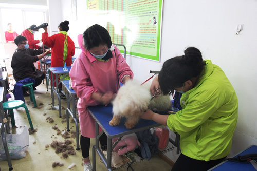 河北學(xué)寵物美容怎么樣