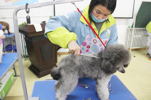 目前學(xué)寵物美容有那些優(yōu)勢