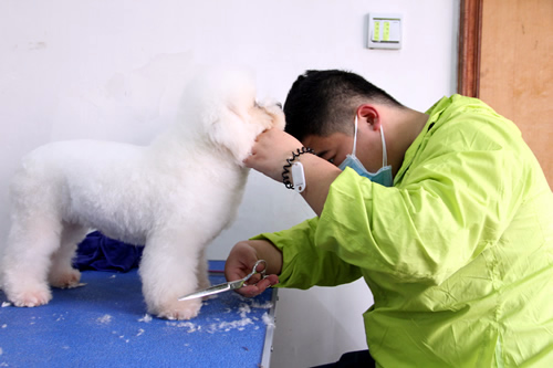 學(xué)C級寵物美容師好找工作嗎
