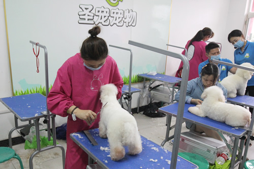 圣寵學(xué)校37期比熊犬美容修剪實操