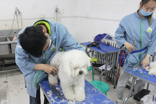 圣寵學(xué)校37期比熊犬美容修剪實操
