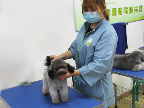 現(xiàn)在學(xué)寵物美容前景怎樣