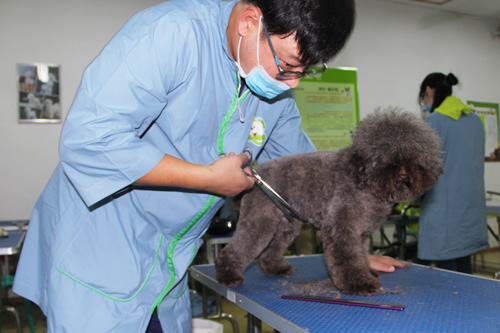 學(xué)習(xí)寵物美容有什么要求
