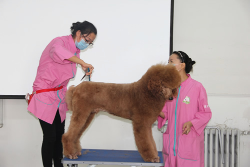 學(xué)習(xí)寵物美容大概需要多長時間