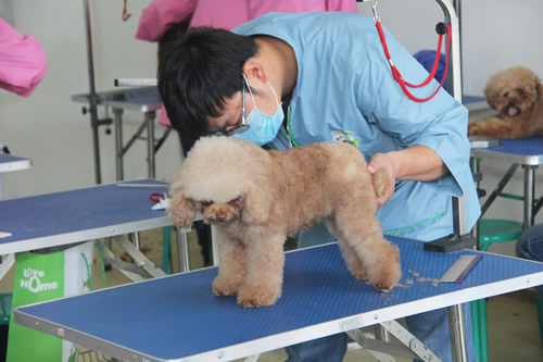 男生學(xué)寵物美容好就業(yè)嗎