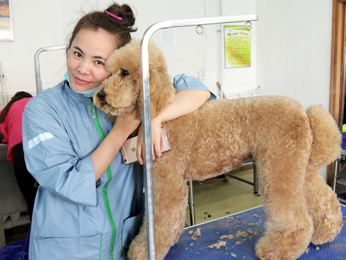 38期寵物美容班巨貴犬美容實操