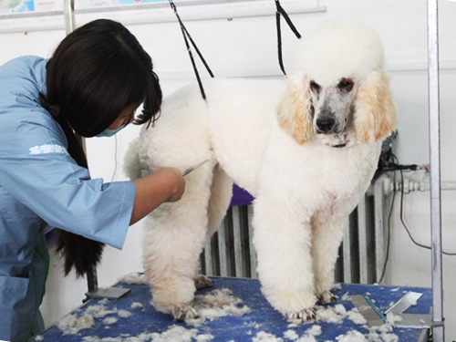 38期寵物美容班巨貴犬美容實操