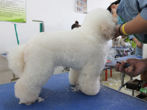38期美容班比熊犬實(shí)操